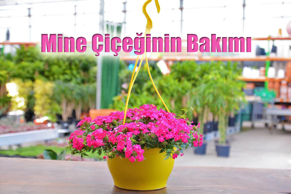 Mine Çiçeğinin Bakımı ve Özellikleri