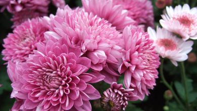 Krizantem Çiçeğinin Bakımı ve Özellikleri