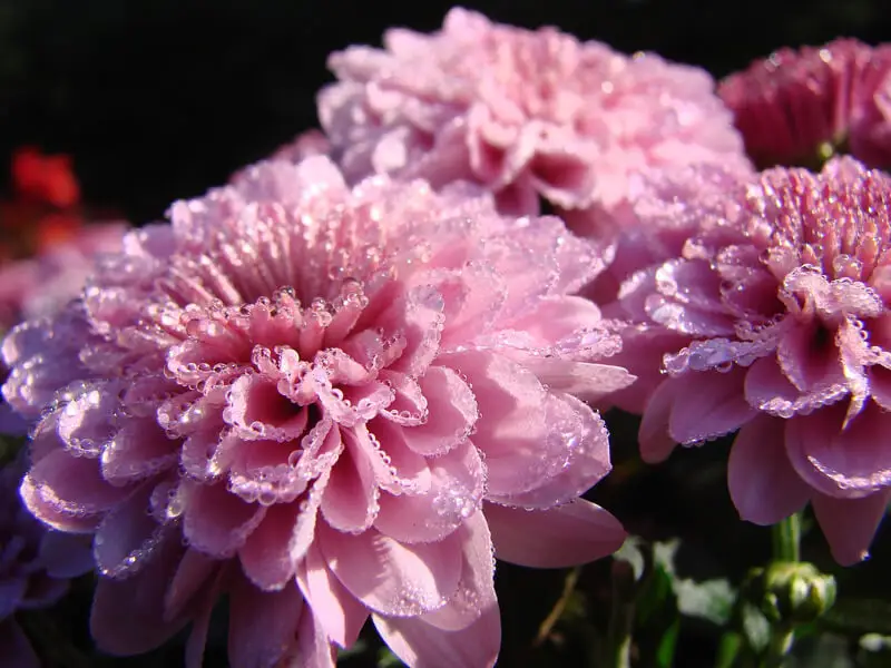 Krizantem Çiçeğinin Bakımı