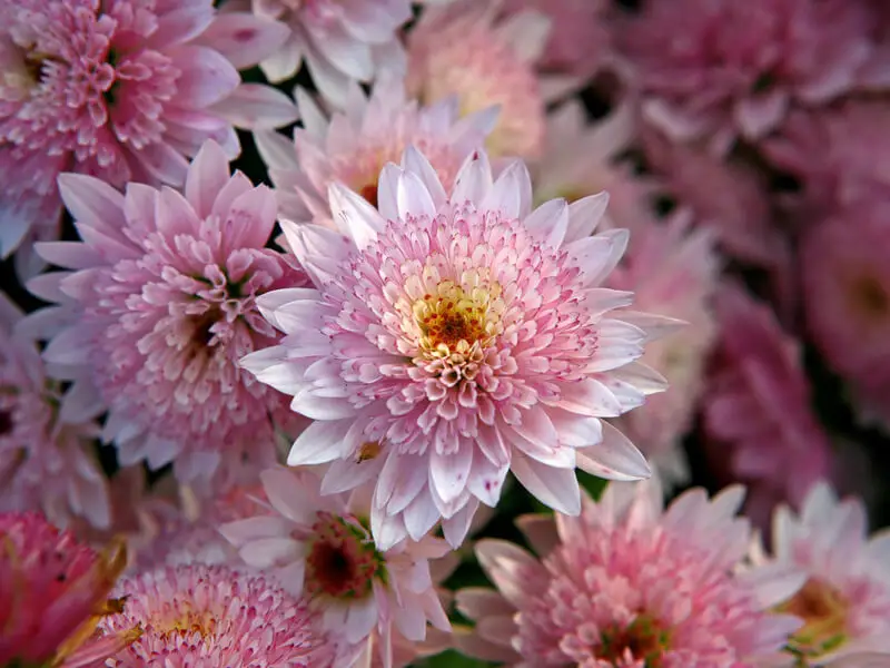 Krizantem Çiçeğinin Hikayesi