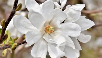 Manolya Çiçeği Bakımı ve Özellikleri