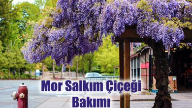 Mor Salkım Çiçeği Bakımı ve Özellikleri