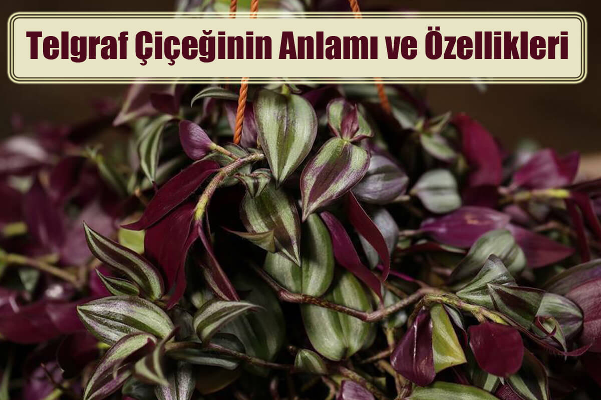 Telgraf Çiçeğinin Anlamı ve Özellikleri