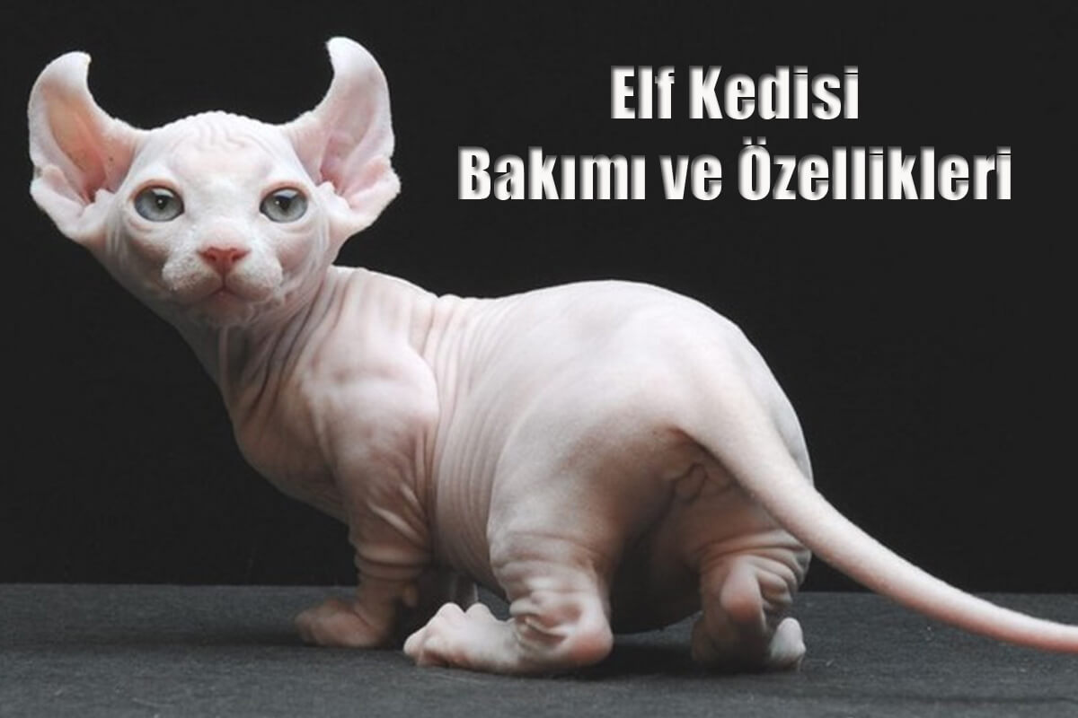 Elf Kedisi Bakımı ve Özellikleri