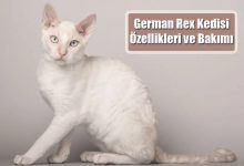 German Rex Kedisi Özellikleri ve Bakımı