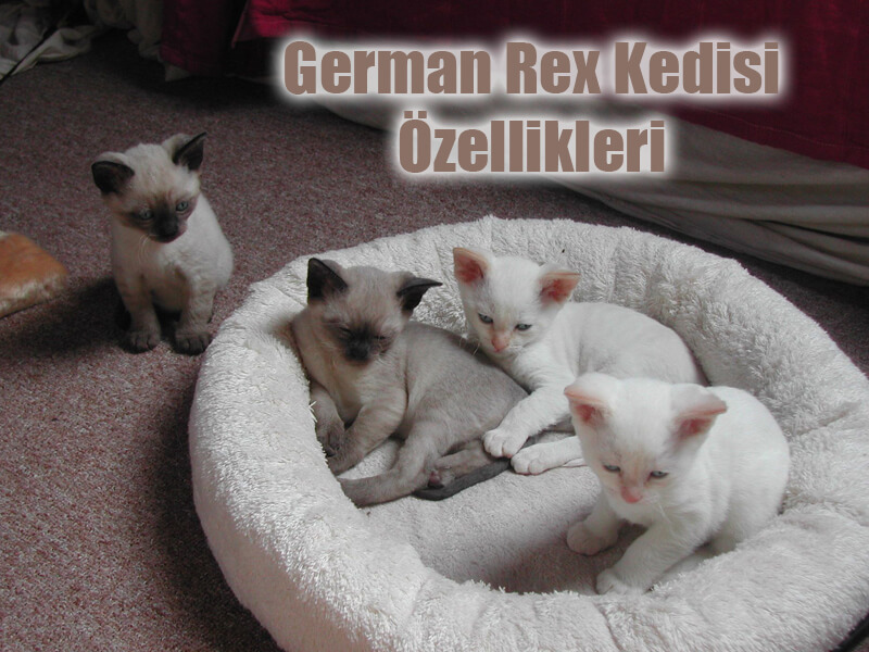German Rex Kedisi Özellikleri