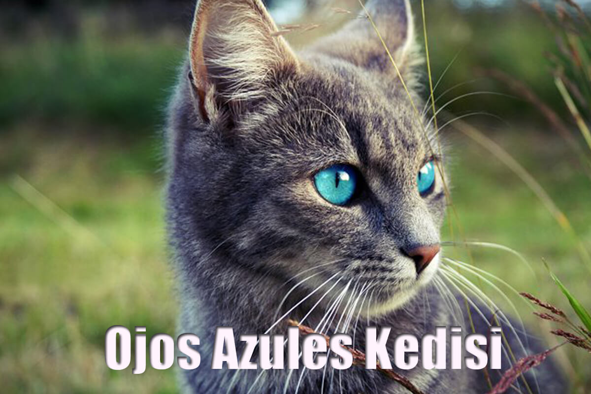 Ojos Azules Kedisi Özellikleri ve Bakımı
