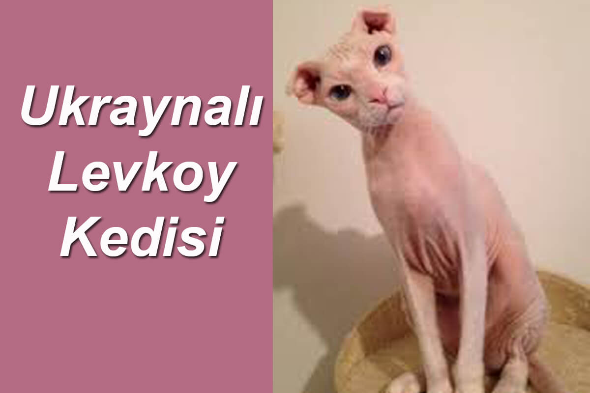 Ukraynalı Levkoy Kedisi