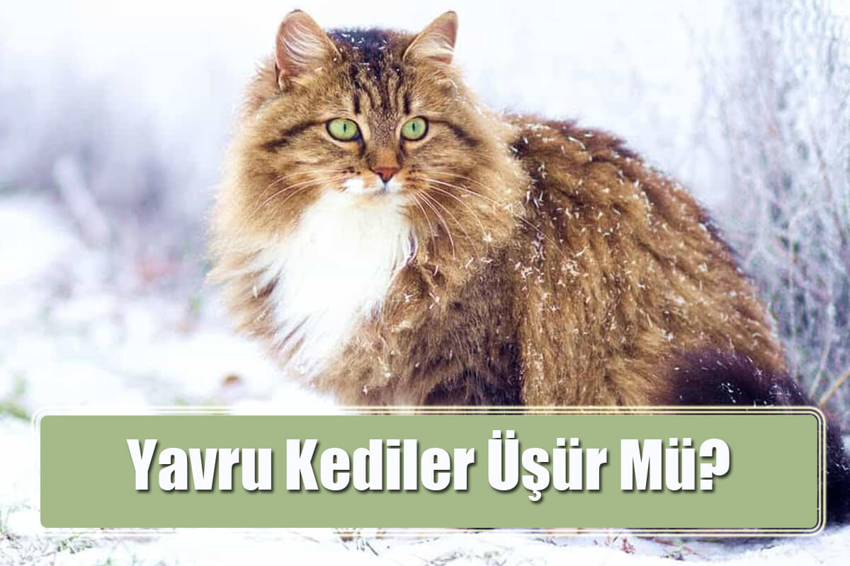 Yavru Kediler Üşür Mü?