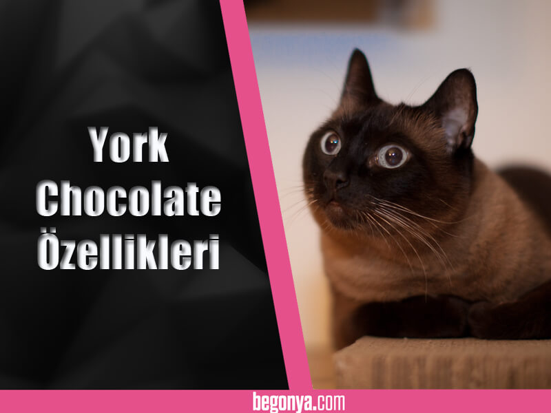 York Chocolate özellikleri