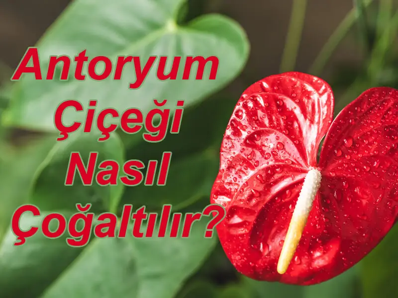 Antoryum Çiçeği Bakımı ve Özellikleri 2026 Antoryum Çiçeği Antoryum Çiçeği Nasıl Çoğaltılır?
