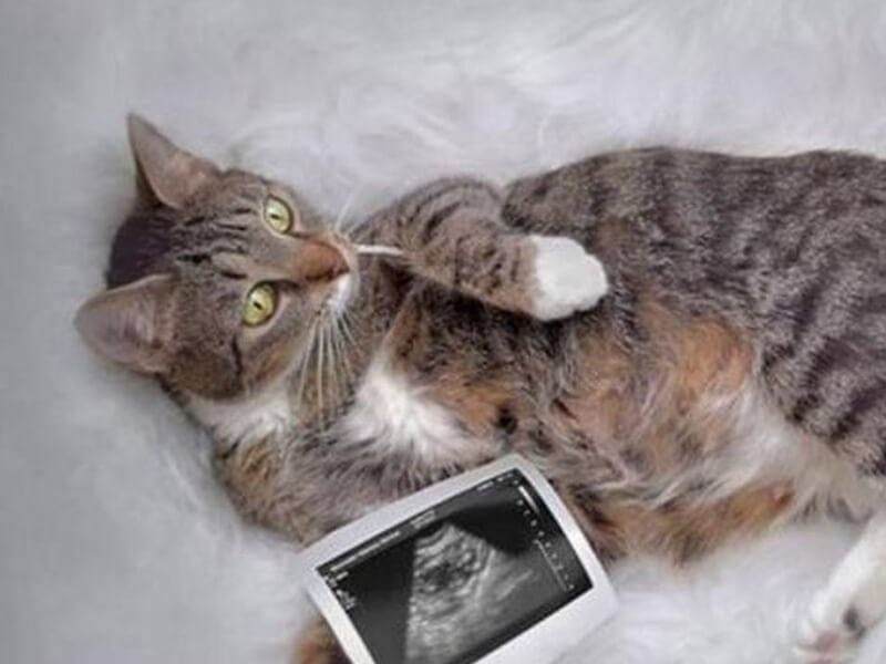  Hamile kedilerde folik asit neden önemlidir 