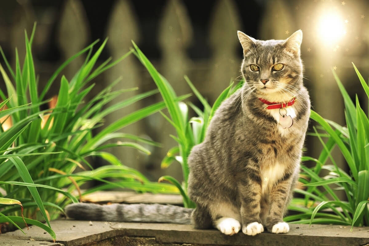 Kedi Bakımı İçin Faydalı İpuçları