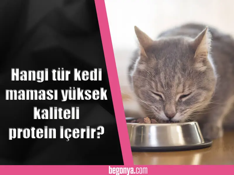 Hangi tür kedi maması yüksek kaliteli protein içerir?