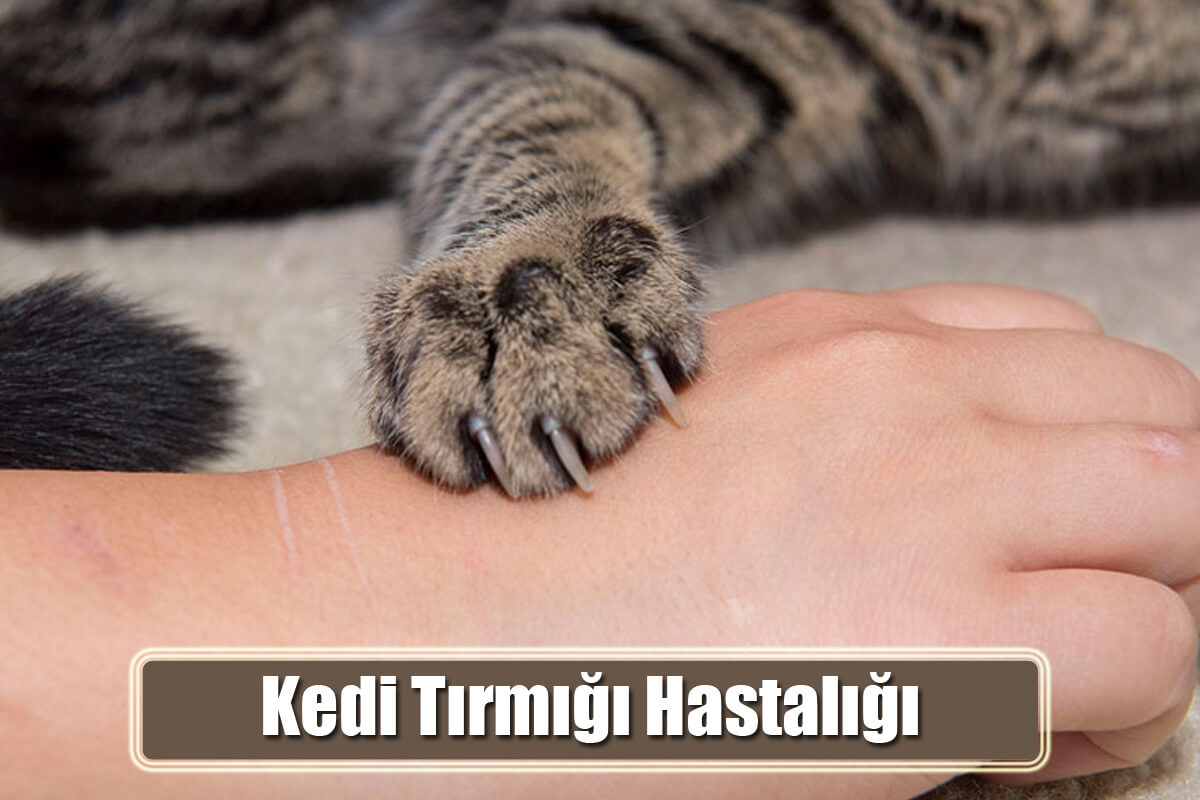 Kedi Tırmığı Hastalığı Nedir? Kedi Tırmaladığında Ne Yapılmalı? 2025 Kedi tırmığı Kedi Tırmığı Hastalığı Nedir? Kedi Tırmaladığında Ne Yapılmalı?