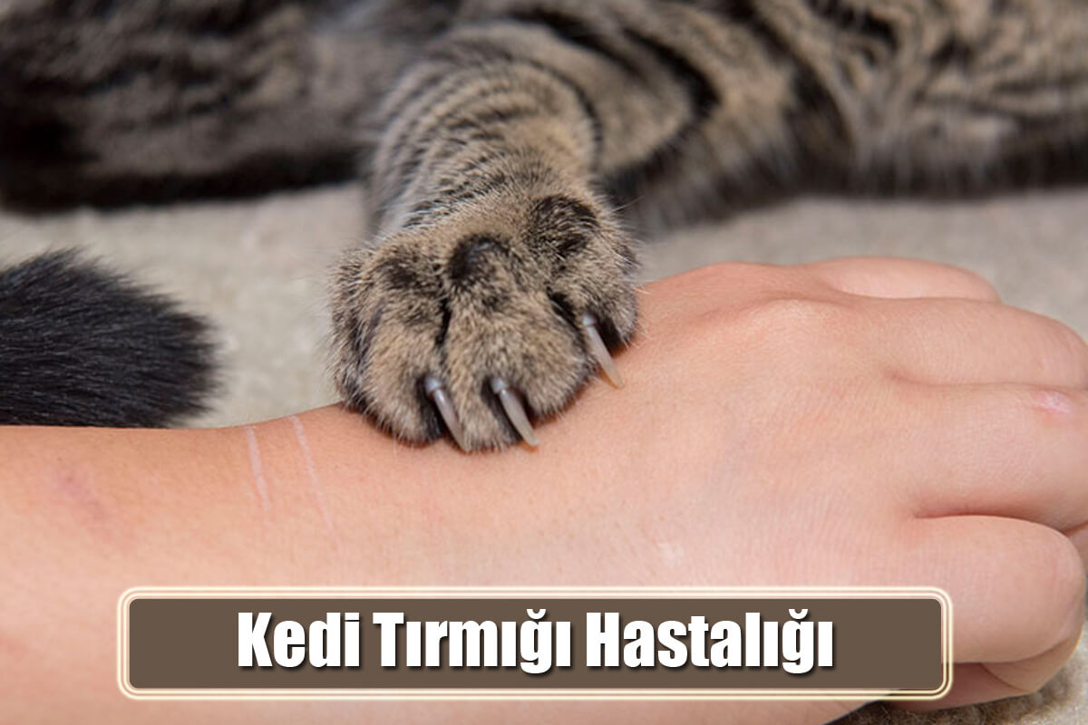 Kedi Tırmığı Hastalığı Nedir? Kedi Tırmaladığında Ne Yapılmalı?