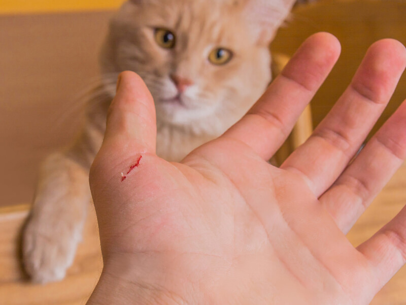 Kedi Tırmığı Hastalığını Önleme