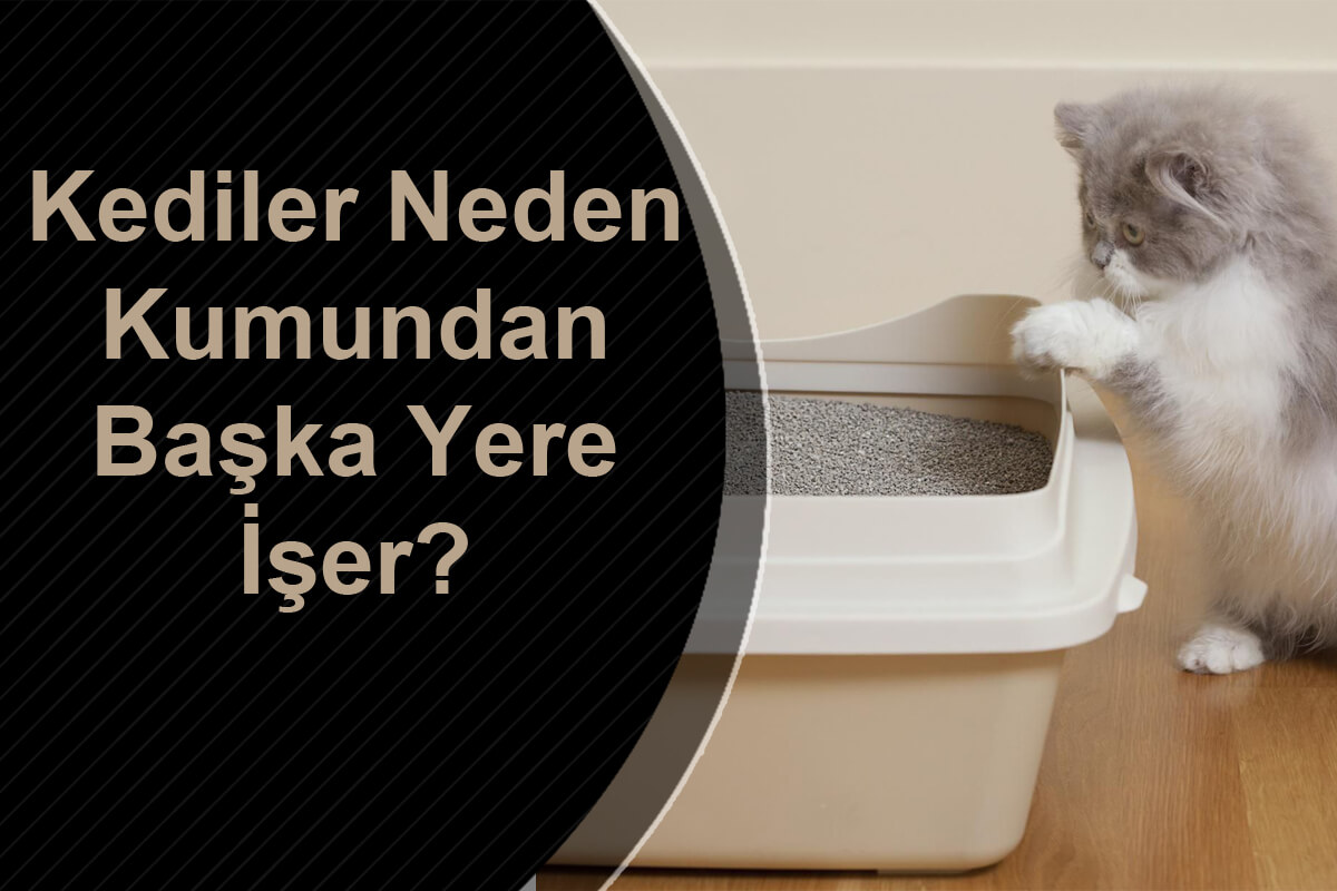 Kediler neden kumundan başka yere işer?