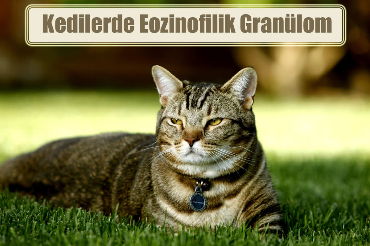 Kedilerde Eozinofilik Granülom Nedir?