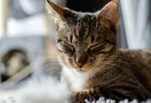 Kedilerde Karaciğer Yetmezliği Nedenleri, Belirtileri, Tedavisi