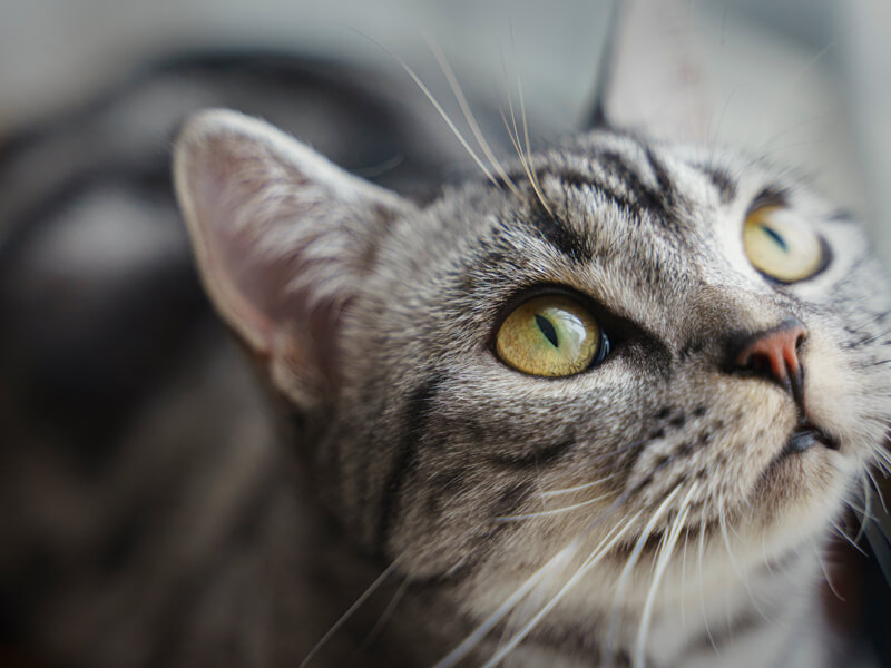 Kedilerde Karaciğer Yetmezliği Nedenleri