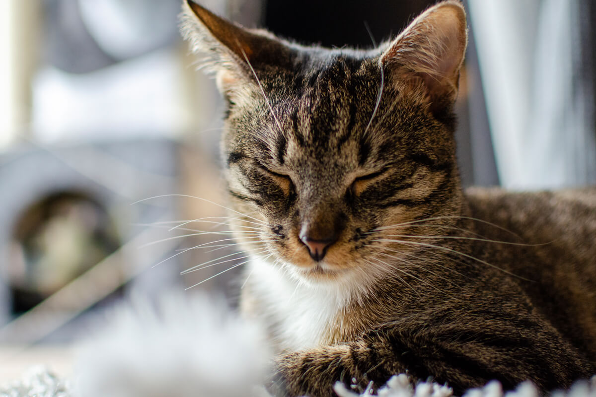 Kedilerde Karaciğer Yetmezliği Nedenleri, Belirtileri, Tedavisi