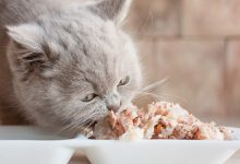 Kedilerde Protein Alımının Önemi