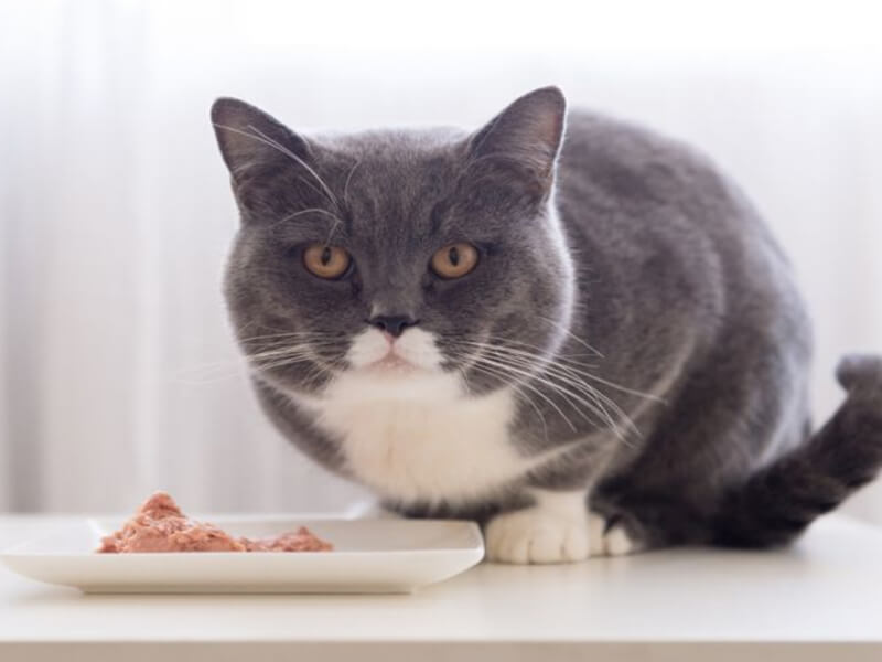 Kedilerde protein neden önemli?