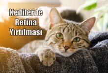 Kedilerde retina yırtılması, nedenleri, belirtileri ve tedavisi