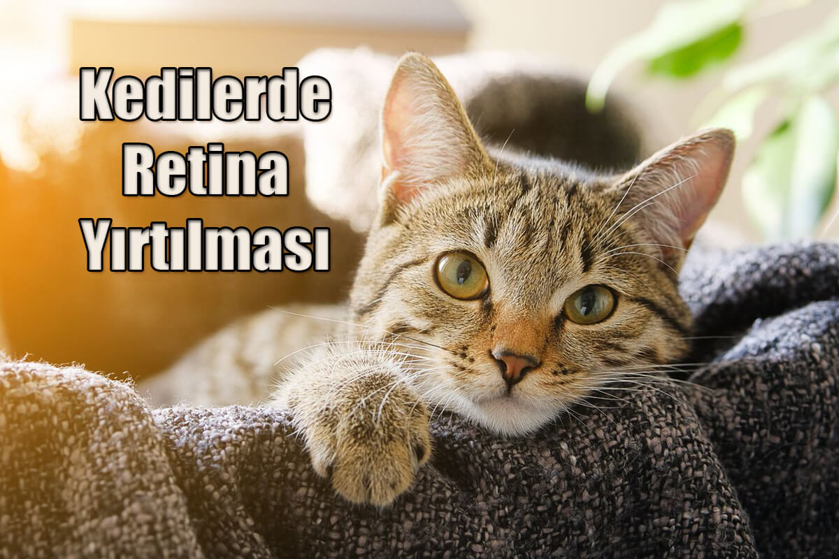 Kedilerde retina yırtılması, nedenleri, belirtileri ve tedavisi