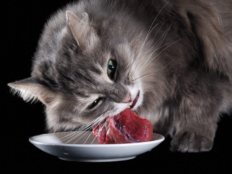 Kedilerde vitamin eksikliği belirtileri