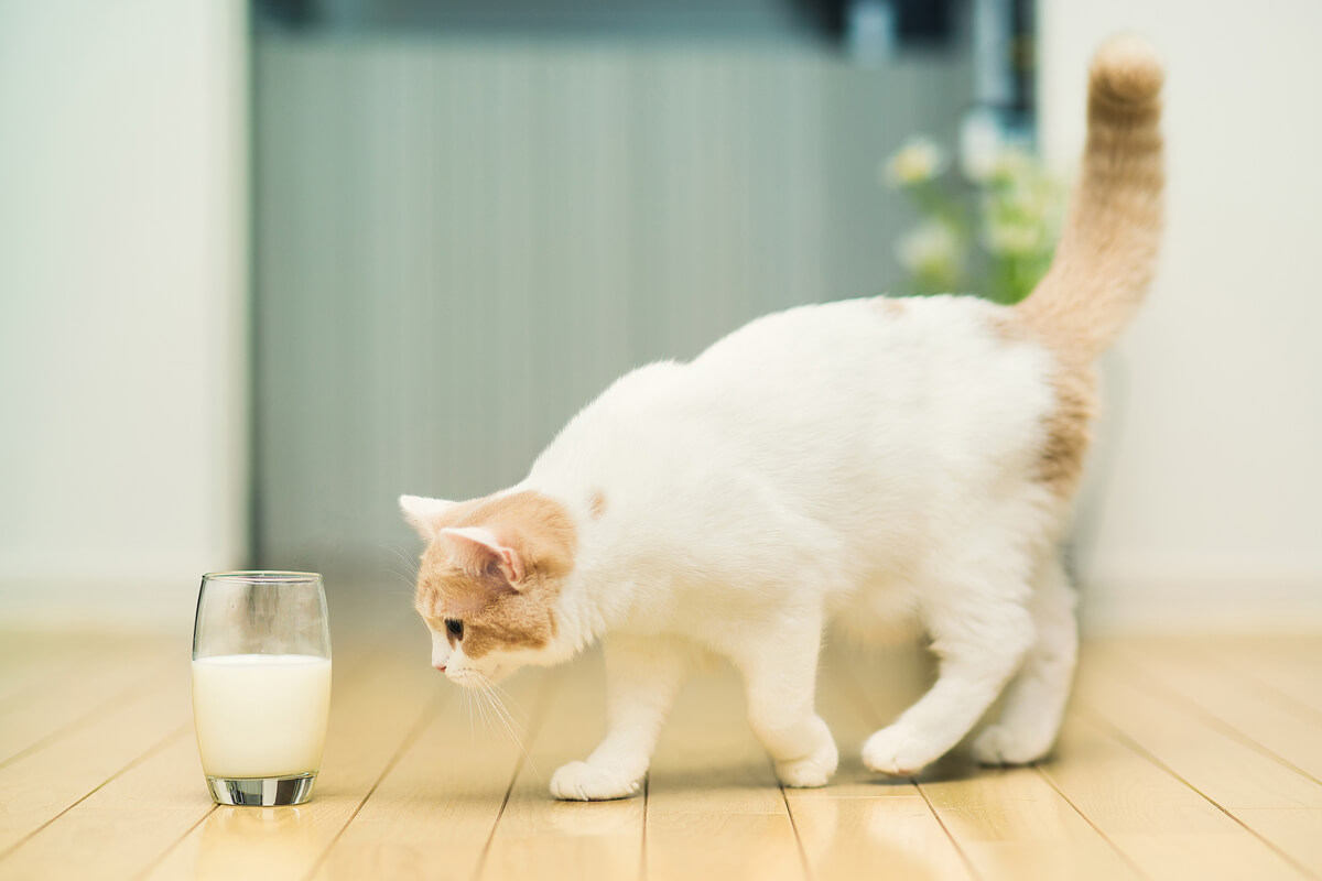 Kedilerde Vitamin Eksikliği Belirtileri ve Önlemleri