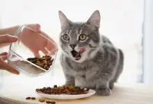 Kedilerin en sevdiği yiyecekler nelerdir?