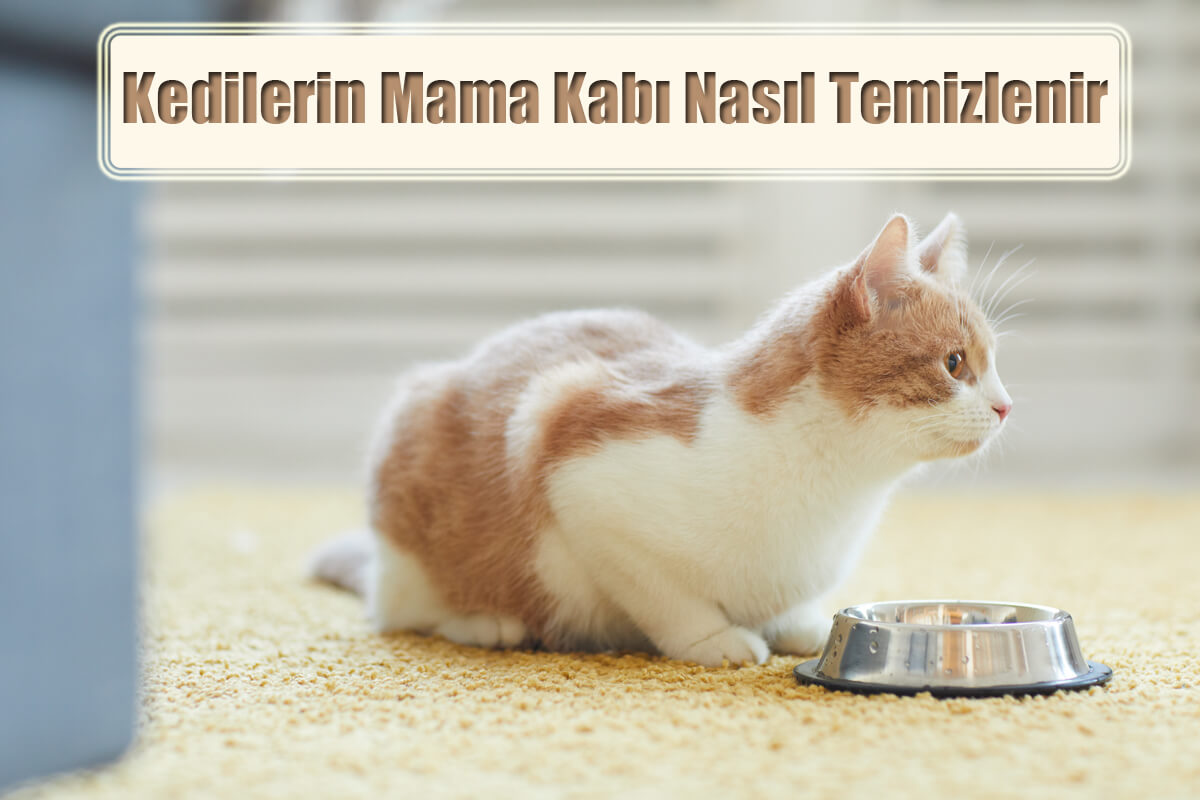 Kedilerin Mama Kabı Nasıl Temizlenir ve Dezenfekte Edilir?