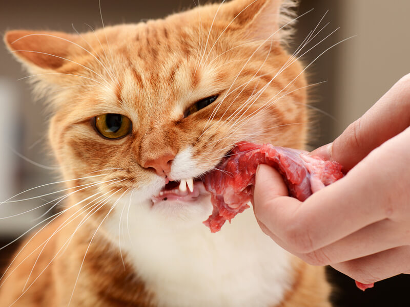 Kedinin en sevdiği yemek nedir?