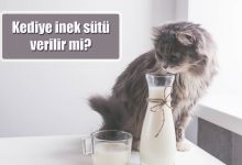 Kediye inek sütü verilir mi? Zararı var mıdır?