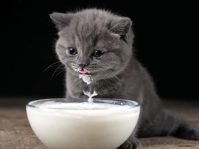 Kediye inek sütü verilir mi? Zararları nelerdir?