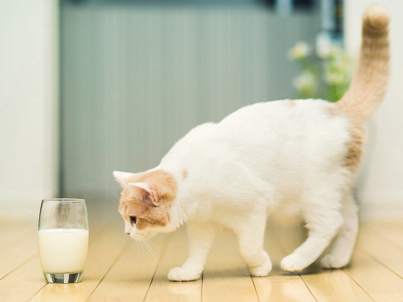 Kediye inek sütü verilir mi?