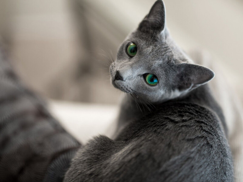 Mavi Rus kedisi bakımı ve sağlığı