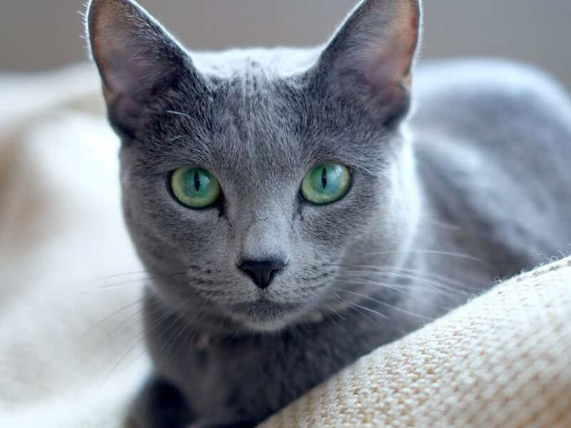 Mavi Rus kedisi görünüm ve fiziksel özellikleri