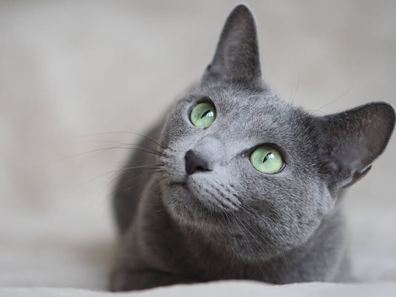 Mavi Rus kedisi hakkında ilginç bilgiler