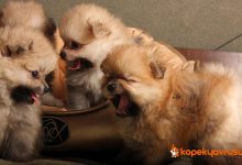 Pomeranian Yavru Özellikleri ve Bakımı