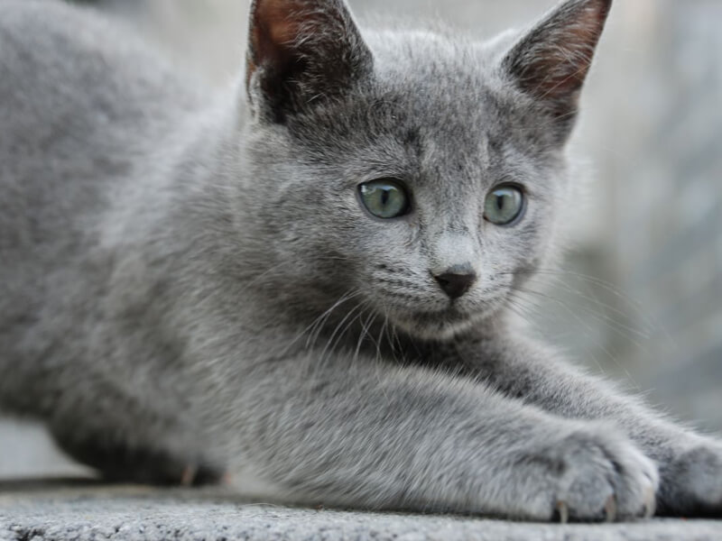 Rus mavi kedisi ideal yaşam alanı ve yaşam tarzı