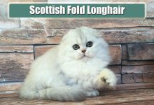 Scottish Fold Longhair Özellikleri ve Bakımı