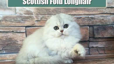 Scottish Fold Longhair Özellikleri ve Bakımı