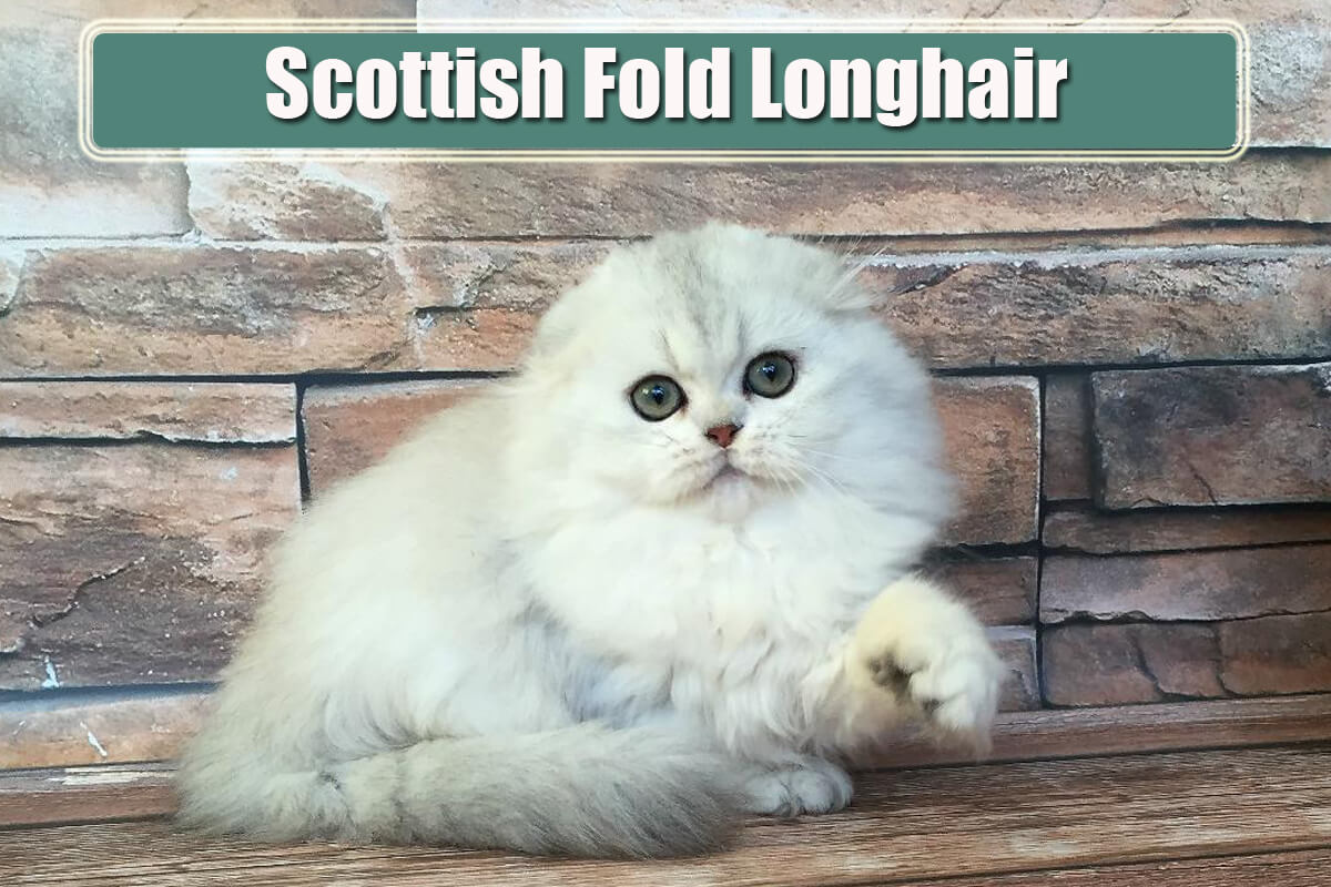 Scottish Fold Longhair Özellikleri ve Bakımı