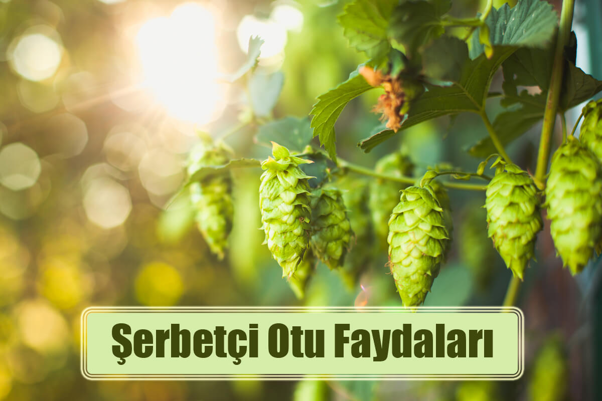 Şerbetçi Otu Faydaları Nelerdir?