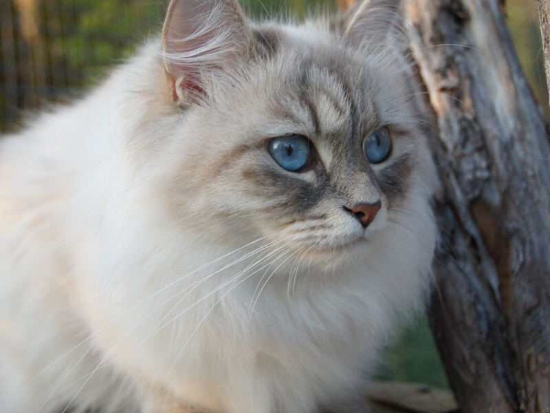 Sibirya kedisi kökenleri ve tarihi