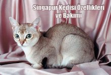 Singapur Kedisi Özellikleri ve Bakımı