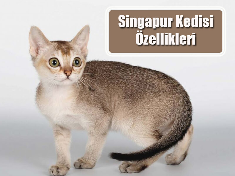 Singapur Kedisi Özellikleri